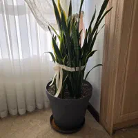 گل سانسوریا دو عدد