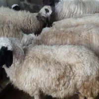 میش‌وبره‌فروش|حیوانات مزرعه|سیوان, |دیوار