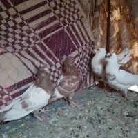 کفتر رنگه|پرنده|آیسک, |دیوار