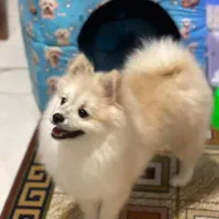 سگ پامر 7 ماهه