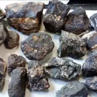 کارشناسی سگ به روش قطعی و تضمینی