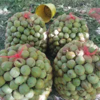 گردو|عمدهفروشی|خمینیشهر, |دیوار