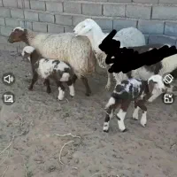 میش زایده