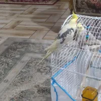 دو عدد طوطی عروس هلندی نر زیبا|پرنده|رشت, سعدی (تختی)|دیوار