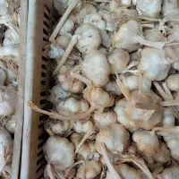 سلام فروش سیر درشت بار|عمده‌فروشی|همدان, |دیوار