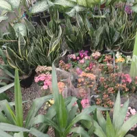 انواع گلها ی جدید وسفره عیدشارژ شد