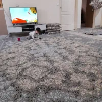 فروش فوری دوتخته فرش ۹متری ۷۰۰شانه یه روفرشی|فرش|رودهن, |دیوار