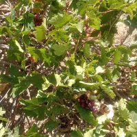 پودر گیاهی برا رفع زود انزالی