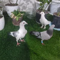 حراج سه عدد کفتر به قیمت ۵۰۰تومان