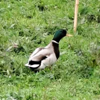 اردک محلی گیل اصل مرغ خروس برهما جوجه لاری