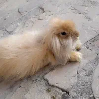 خرگوش لوپ|موش و خرگوش|شاندیز, |دیوار