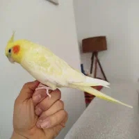 عروس هلندی|پرنده|ساری, |دیوار