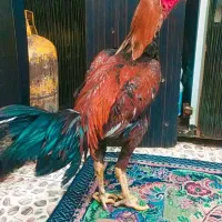 جوجه خروس لاری افغان عطیقه 4 دانگ|حیوانات مزرعه|زاهدان, |دیوار