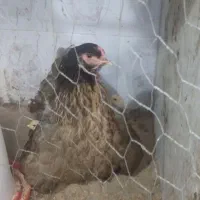 جوجه مرغ خروس پاپر|حیوانات مزرعه|بابکان, |دیوار