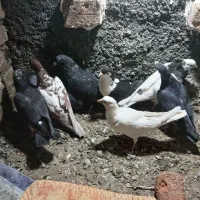 کفتر ۷تا فقط ۸۰۰ هزار تومن  سالم