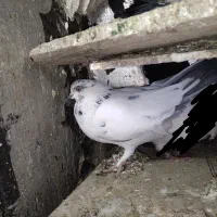 کبوتربالای۷ساعت|پرنده|اسلامآباد غرب, |دیوار