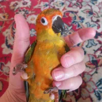 جوجه طوطی خورشیدی|پرنده|اصفهان, باتون|دیوار