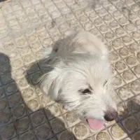 دوتا سگ گمشده محدوده قلعه نو املاک