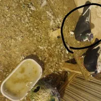 کبوتر|پرنده|تبریز, |دیوار