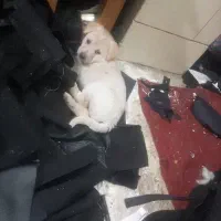 سگ سراب واگذاری