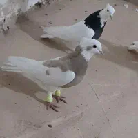 کفتر|پرنده|رضویه, |دیوار