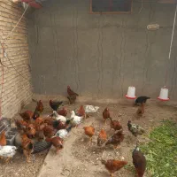 سرکشی ونگهداری مرغ وخروس