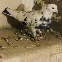 چهارتا تهرونی بالا رو بشرط