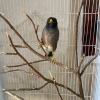 مرغ مینا سخنگو|پرنده|شیراز, پانصد دستگاه ارتش|دیوار