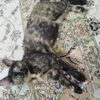 واگذاری گربه