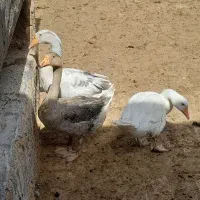 غاز