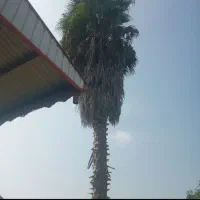 درخت پالم|گل و گیاه طبیعی|پره‌سر, |دیوار