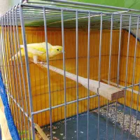 قناری سوپری بلند