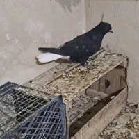 کبوتر|پرنده|رامشیر, |دیوار