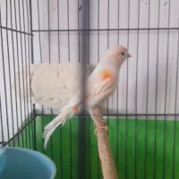 ماده موزاییکی مست