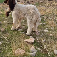 گوسفند|حیوانات مزرعه|سرپل ذهاب, |دیوار