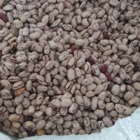 ماش تازه امسال|خوردنی و آشامیدنی|صومای برادوست, |دیوار