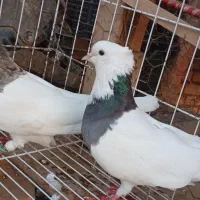 پرنده