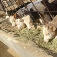 گوساله نر سیمینتال 2456