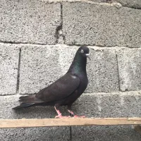 کفتر زاغ