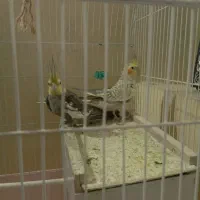 عروس هلندی|پرنده|میناب, |دیوار