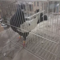 سینه سیاه نرکاکلی دوکت سفید.کله دم سیاه نرکاکلی