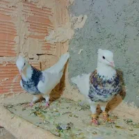 چند عدد طوقی|پرنده|آشخانه, |دیوار