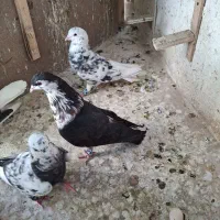 فروش دو جفت کفتر ذات درست|پرنده|مشهد, چهارچشمه|دیوار