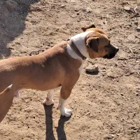 سگ پیتبول نر