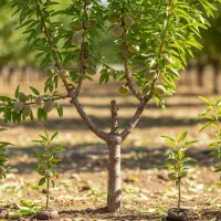 خرید نهال بادام اکبری زودبازده عرضه فوری|خدمات باغبانی و درختکاری|مریوان, |دیوار