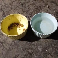 واگزاریسگسایزگربه|سگ|مشهد, سجاد شهر|دیوار