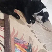 گربه ام گم شده اول بهارستان