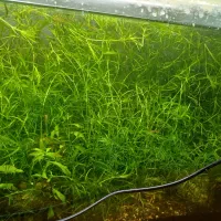 گیاه اکواریومی