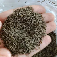زیره کوهی کلات زیره سیاه اصل و مرغوب