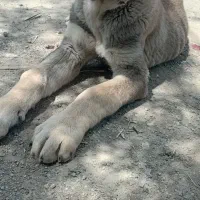 سگ پژدر